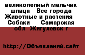 великолепный мальчик шпица - Все города Животные и растения » Собаки   . Самарская обл.,Жигулевск г.